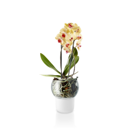 Samozavlažovací květináč na orchideje Frosted Big 