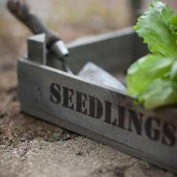 Dřevěná bedýnka Seedlings