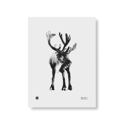 Plakát Reindeer 30x40 cm