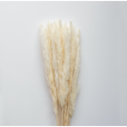 Sušené květiny Pampas White