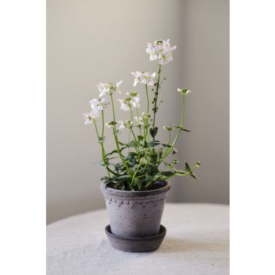                             Květináč Kobenhavner s podmiskou Raw Grey 16 cm                        