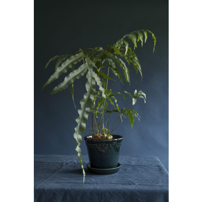                             Květináč Kobenhavner glazovaný Petrol Blue 14 cm                        