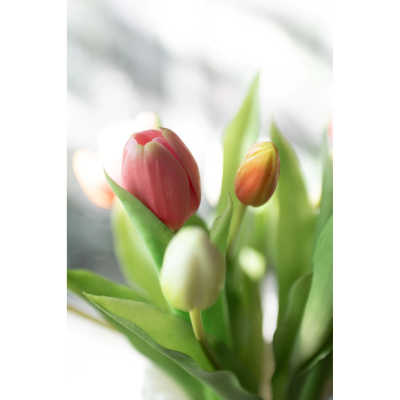                             Pugét 7 ks žlutých tulipánů                        