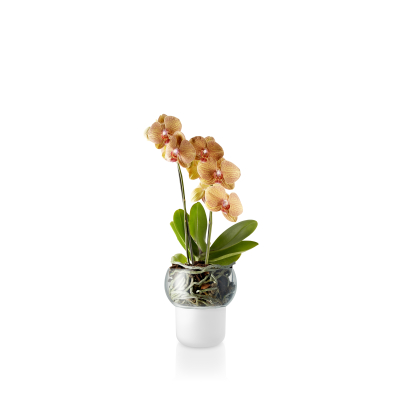 Samozavlažovací kvetináč s orchideou Frosted                    