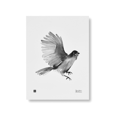 Plakát Siberian Jay 30x40 cm                    