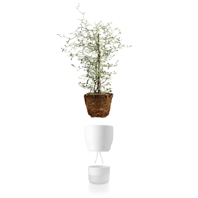                             Samozavlažovací květináč na bylinky bílý 13 cm                        