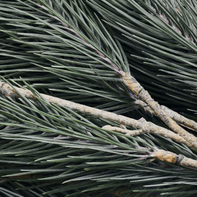                             Dekorační větvička borovice Pine Tree                        