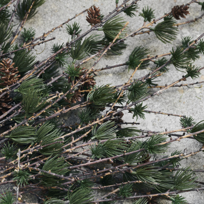                             Dekoratívna smrekovcová vetva so šiškami Smrekovec                        