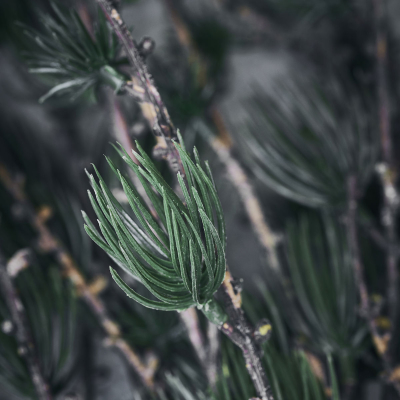                             Dekorační větvička modřínu Larch                        